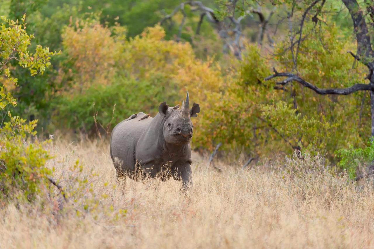 Pondoro Game Lodge Balule Game Reserve Bagian luar foto