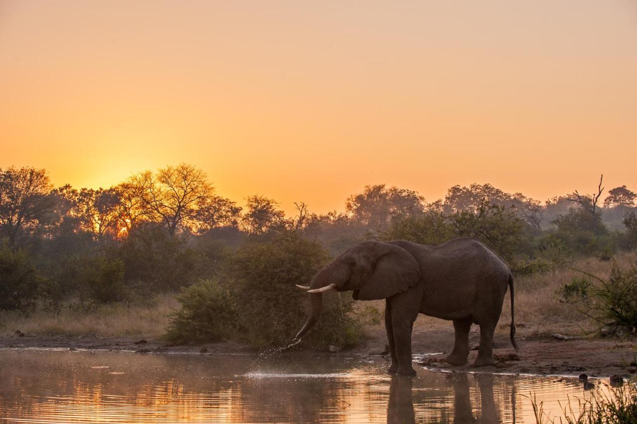 Pondoro Game Lodge Balule Game Reserve Bagian luar foto