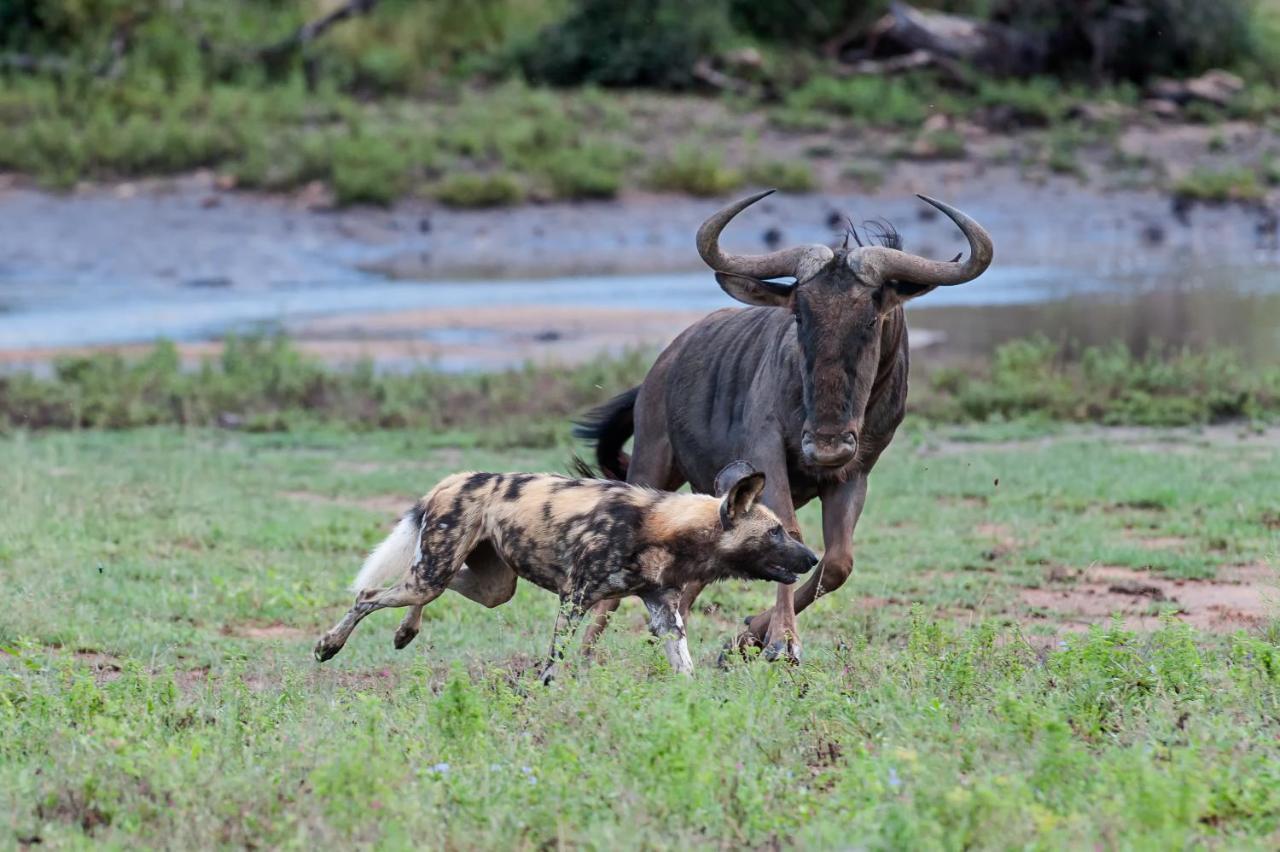 Pondoro Game Lodge Balule Game Reserve Bagian luar foto