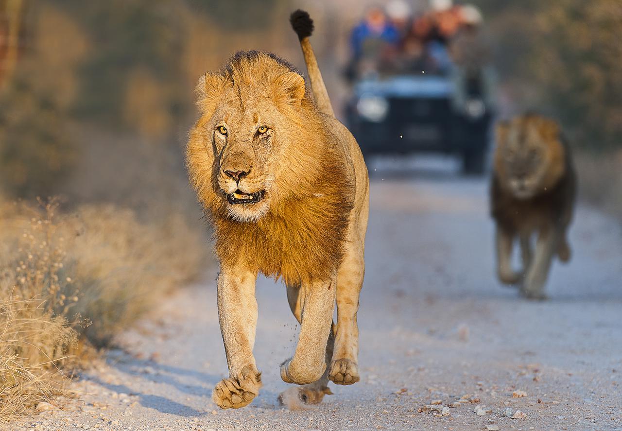 Pondoro Game Lodge Balule Game Reserve Bagian luar foto