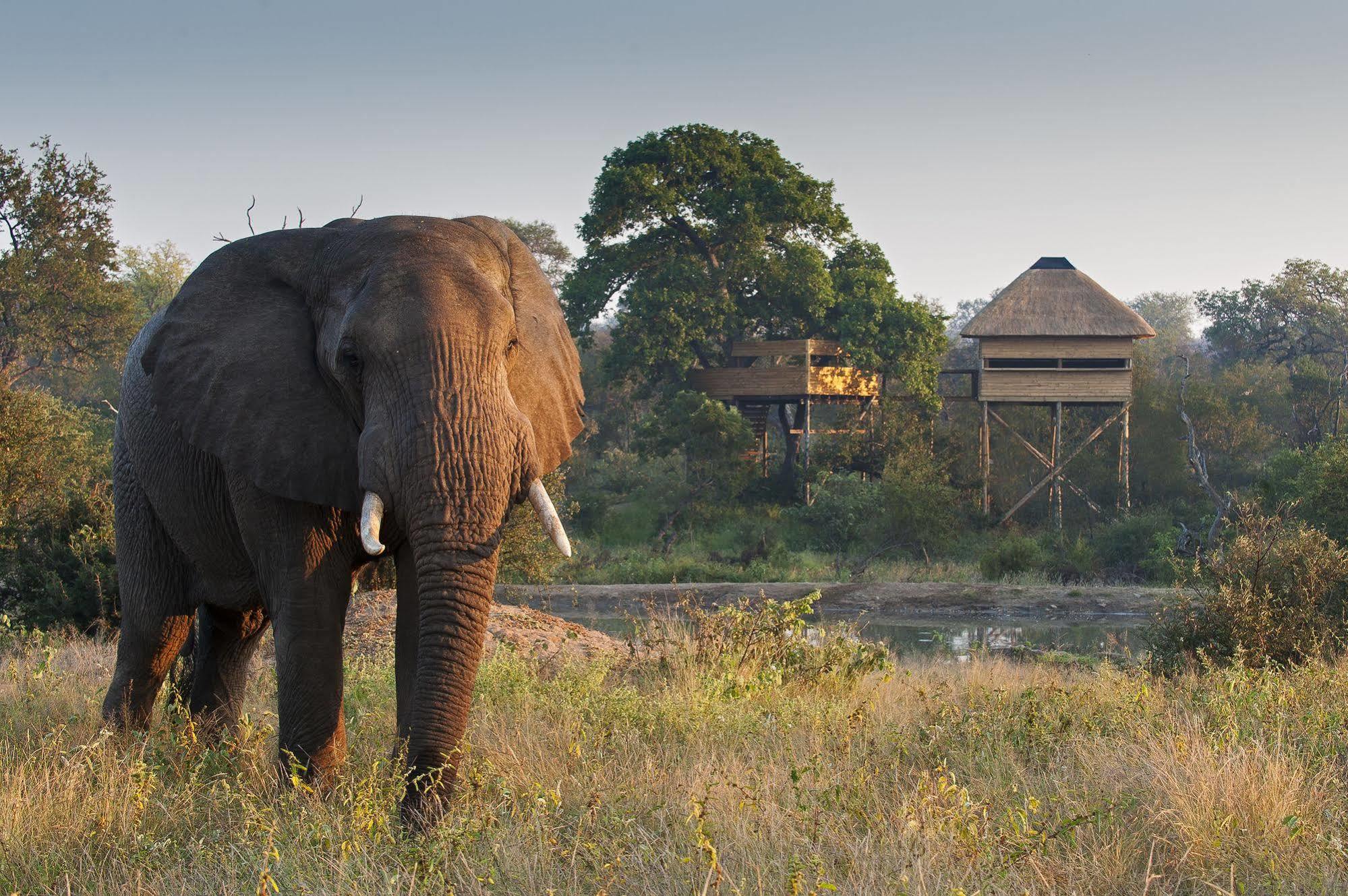 Pondoro Game Lodge Balule Game Reserve Bagian luar foto