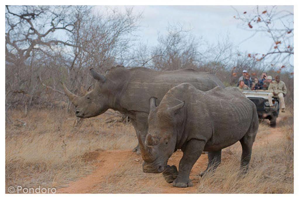 Pondoro Game Lodge Balule Game Reserve Bagian luar foto